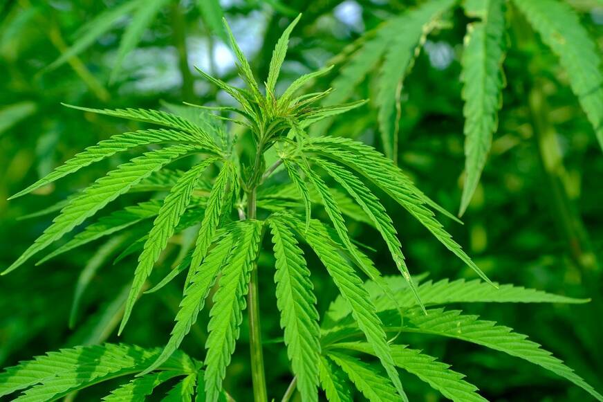Cannabis Sativa